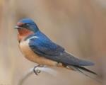 Cross River’s Boje sees invasion of rare migratory birds 