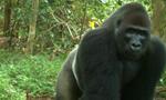 $10m plan to save world's rarest gorilla:Five-year conservation project could revive the population of Cross River gorilla in their only remaining habitat in Africa