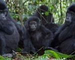 Nigeria, Cameroun plan pact on gorilla conservation 