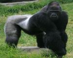 Hunting, others threaten gorillas in Nigeria, Cameroun .